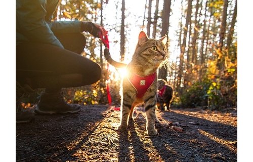 RC Pets Adventure Kitty Harness