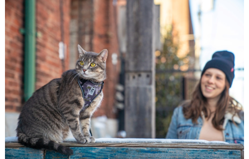 RC Pets Adventure Kitty Harness