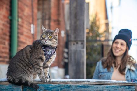 RC Pets Adventure Kitty Harness