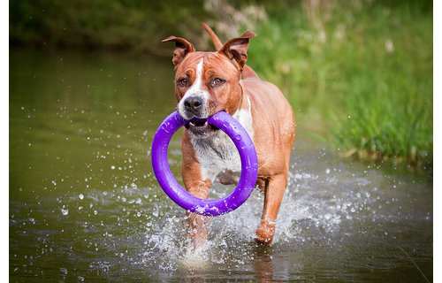 *Disc*Puller Standard