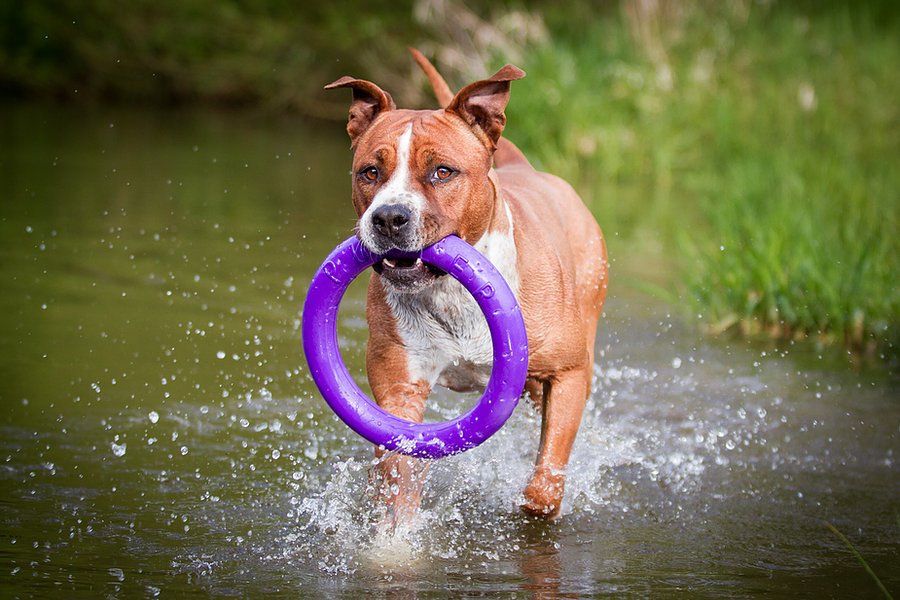 *Disc*Puller Standard