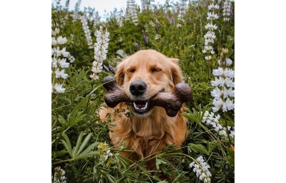 Pet Qwerks Extreme Steak Dino Barkbone XLarge
