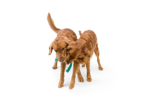 West Paw Seaflex Snorkl L