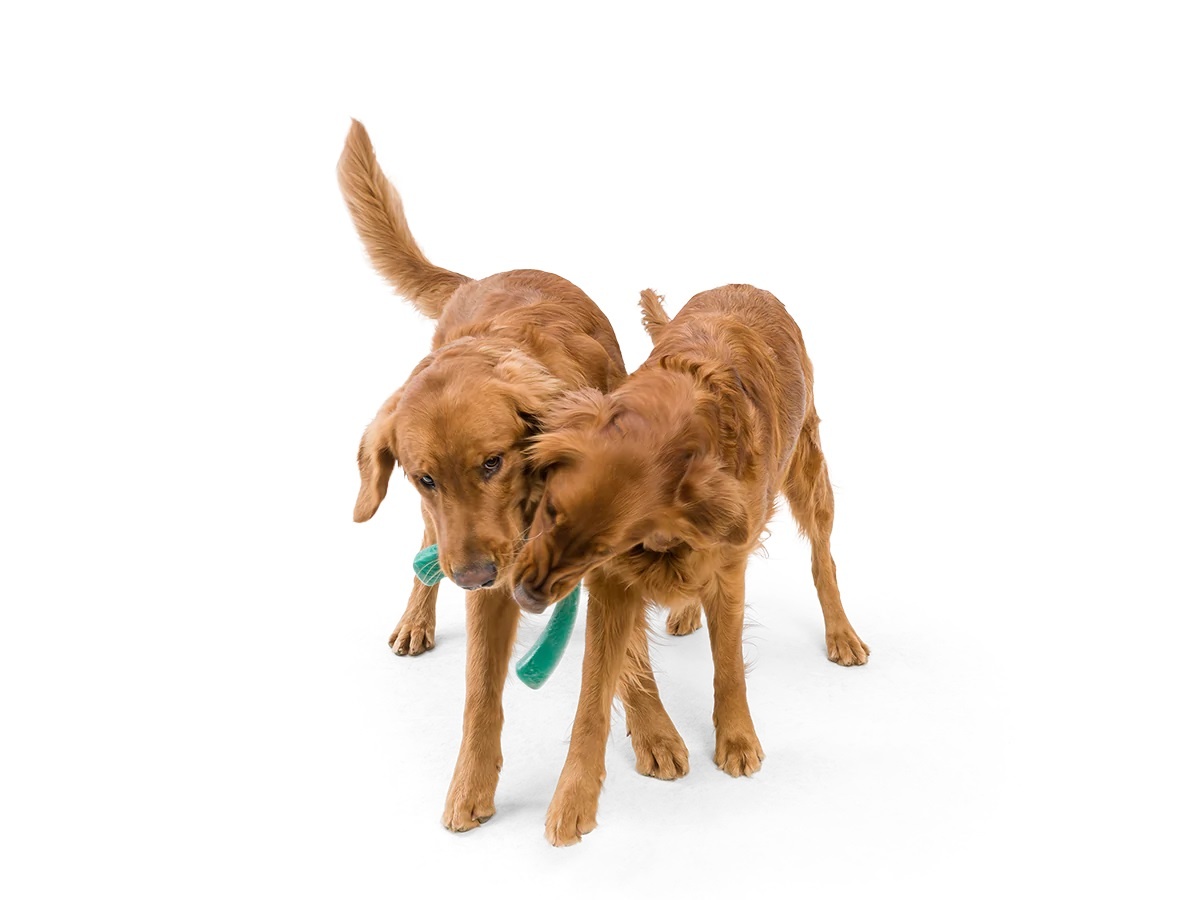 West Paw Seaflex Snorkl L