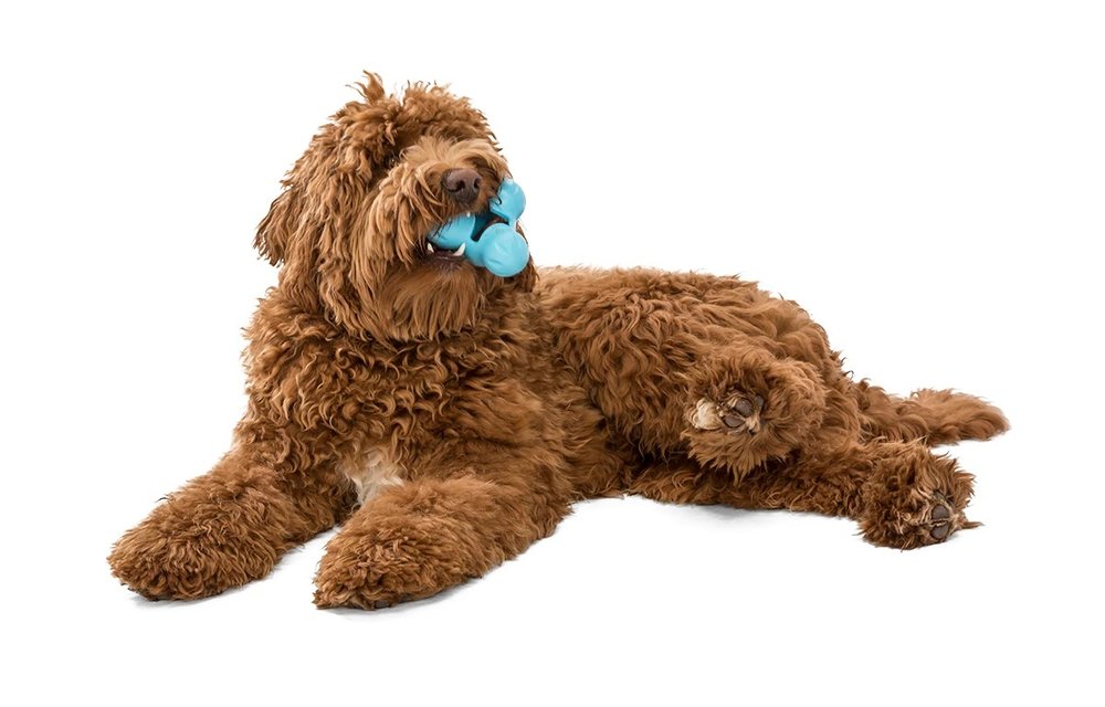 West Paw Tux Large 5" Aqua