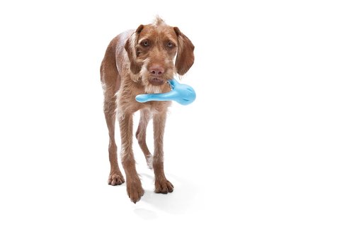 West Paw Tizzi 7" Aqua L