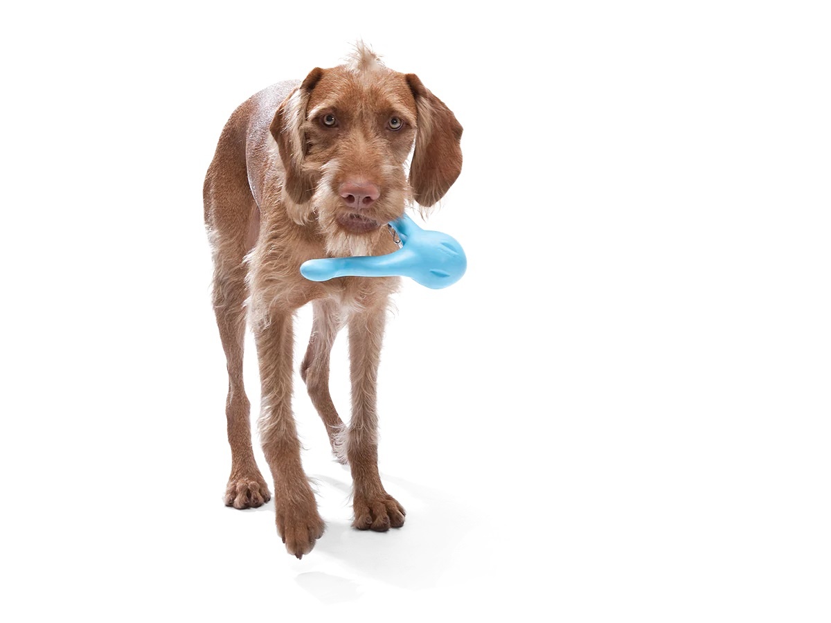 West Paw Tizzi 7" Aqua L