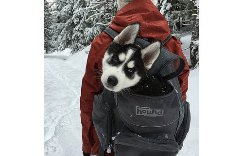 Outward Hound Pooch Pouch Backpack Carrier Gray Small