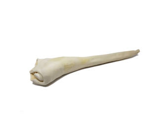 Open Range Bull Tail Full Length