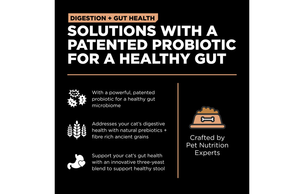 GO! Gut Health Salmon & Ancient Grain Cat 12lb