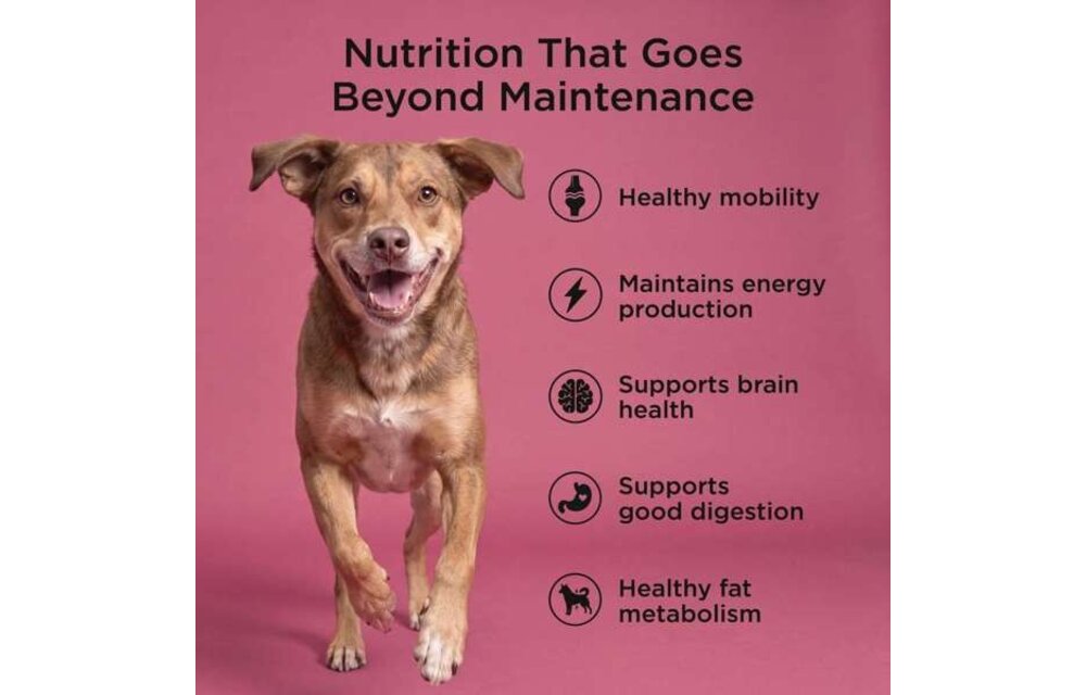 *New*Go! Dog Healthy Aging Salmon & Duck w/Grains 22lb