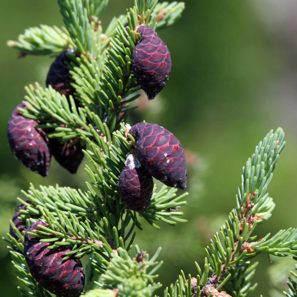 Black Spruce Essential Oil