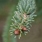 White Spruce Essential Oil