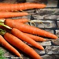 Huile essentielle carotte