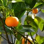 Mandarin Essential Oil