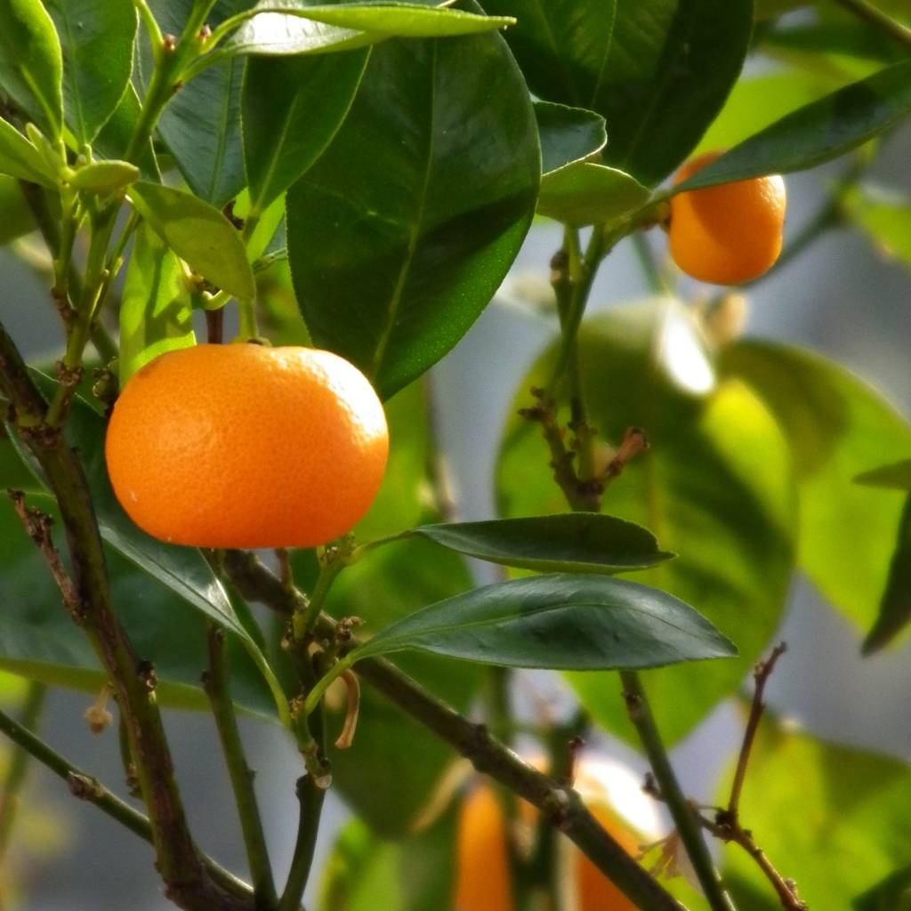 Huile essentielle de mandarine