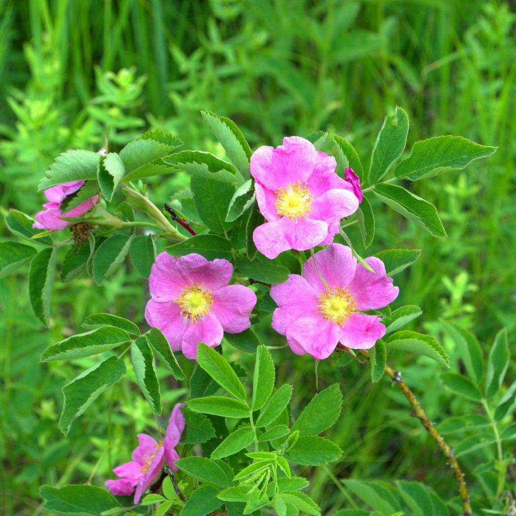 Huile de rose musquée