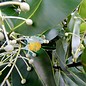 Huile tamanu | Calophylle inophyle