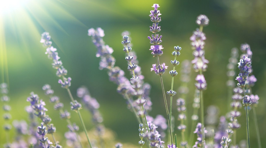 L'huile essentielle de lavande officinale, l'alliée détente !