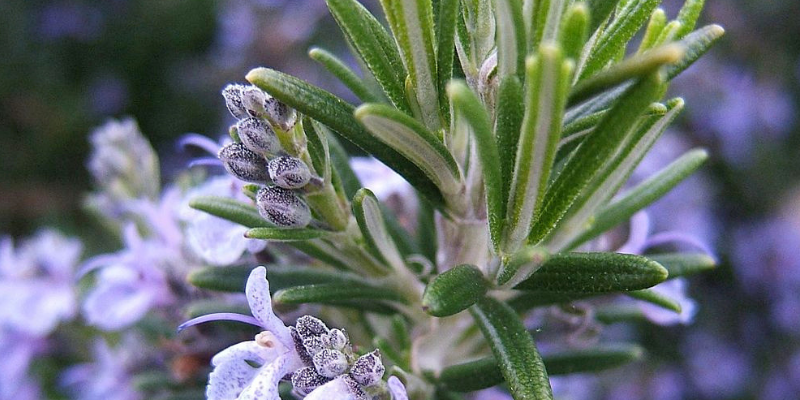 Donnez du peps à votre matinée ! Découvrez l'huile essentielle de Romarin à cinéole pour un parfum aromatique stimulant.