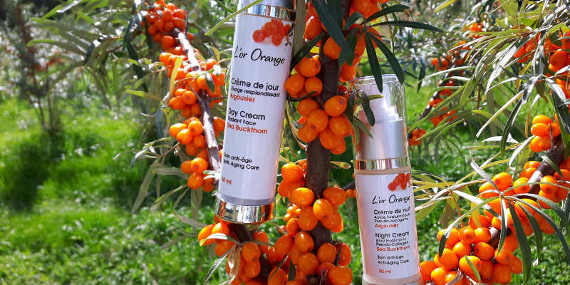 L’argousier : un « or orange » pour la peau !