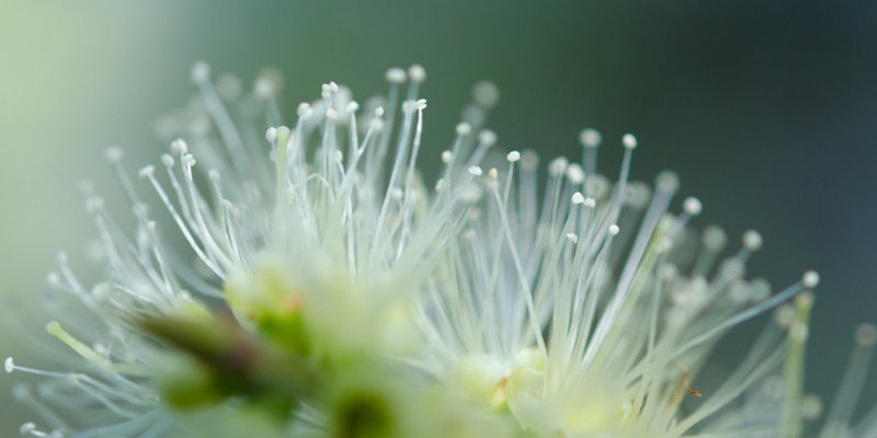 L’huile essentielle de tea tree, vous ne pourrez plus vous en passer !