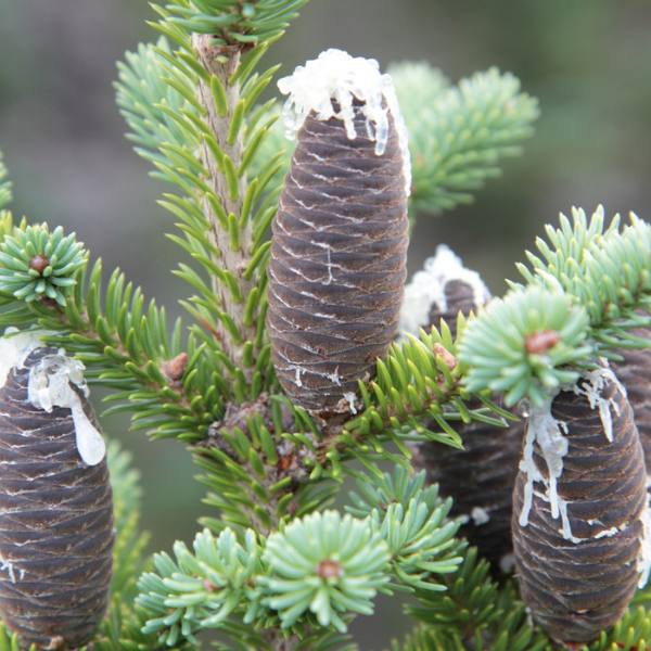 huile essentielle sapin baumier