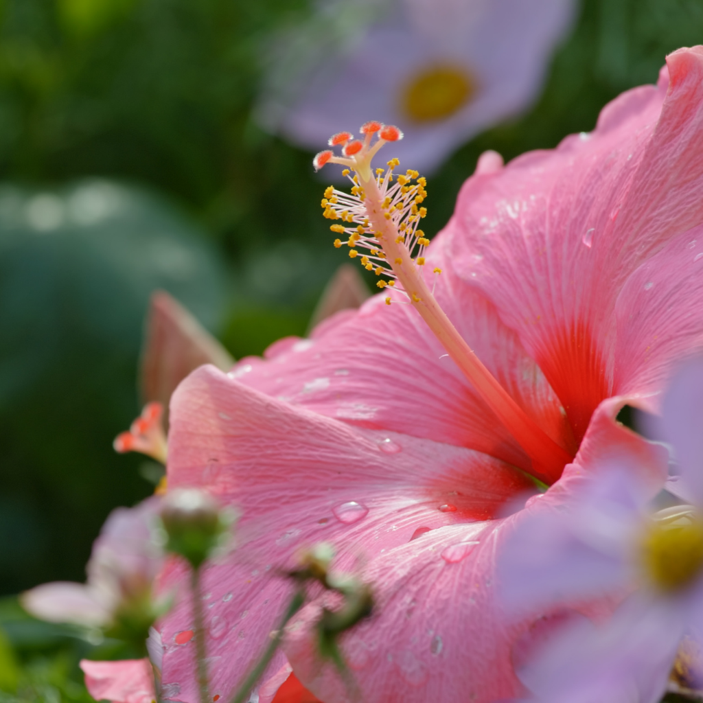 extrait hibiscus