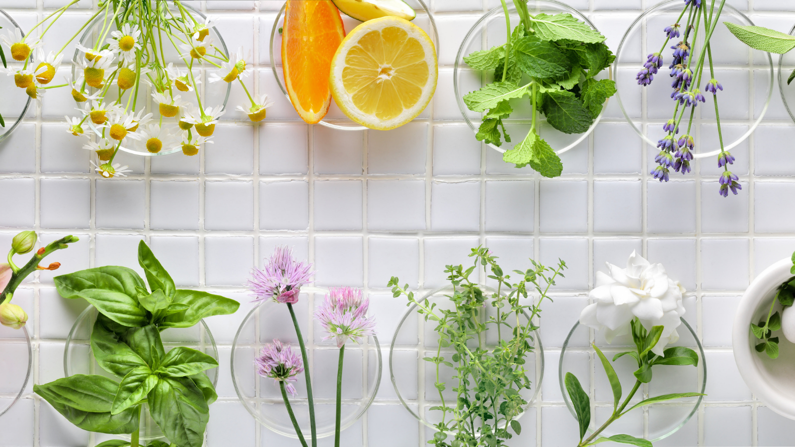 Quelles plantes utilisons-nous pour dorloter votre peau ?