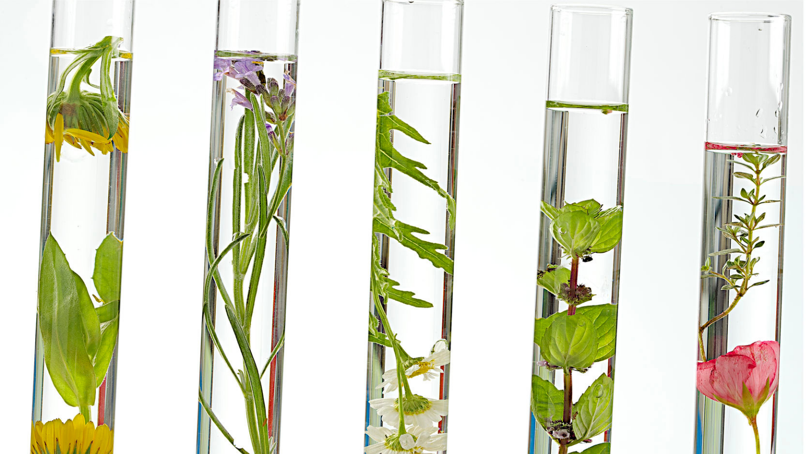 Les ingrédients actifs essentiels pour une peau éclatante et équilibrée.