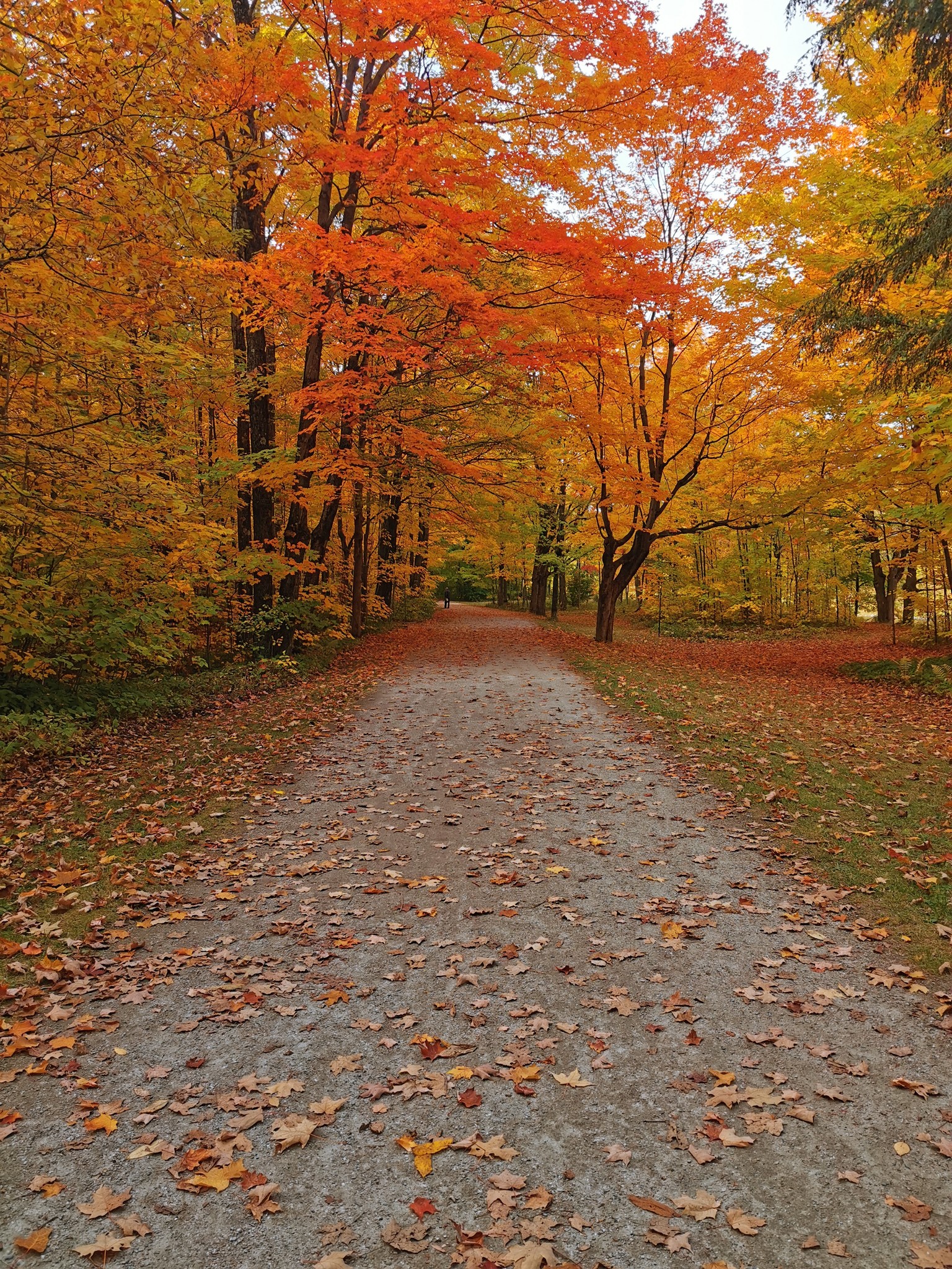 automne quebec