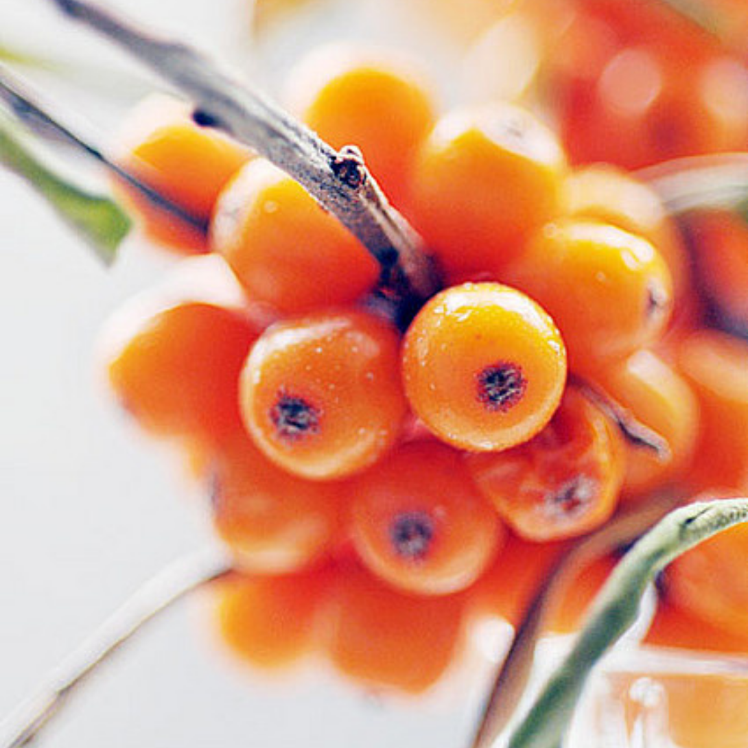 sea buckthorn oil