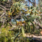 Sandalwood essential oil