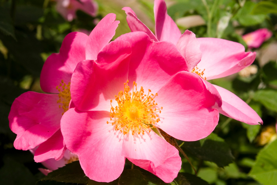 Huile de rose musquée : bienfaits et usages pour une peau éclatante