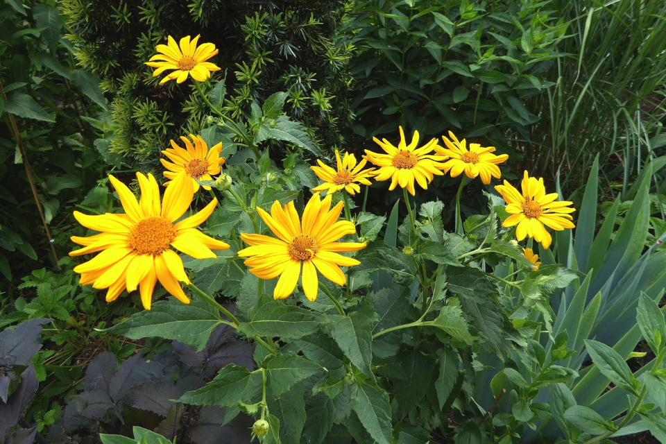 Huile d’arnica : guide et usages en produits cosmétiques naturels québécois