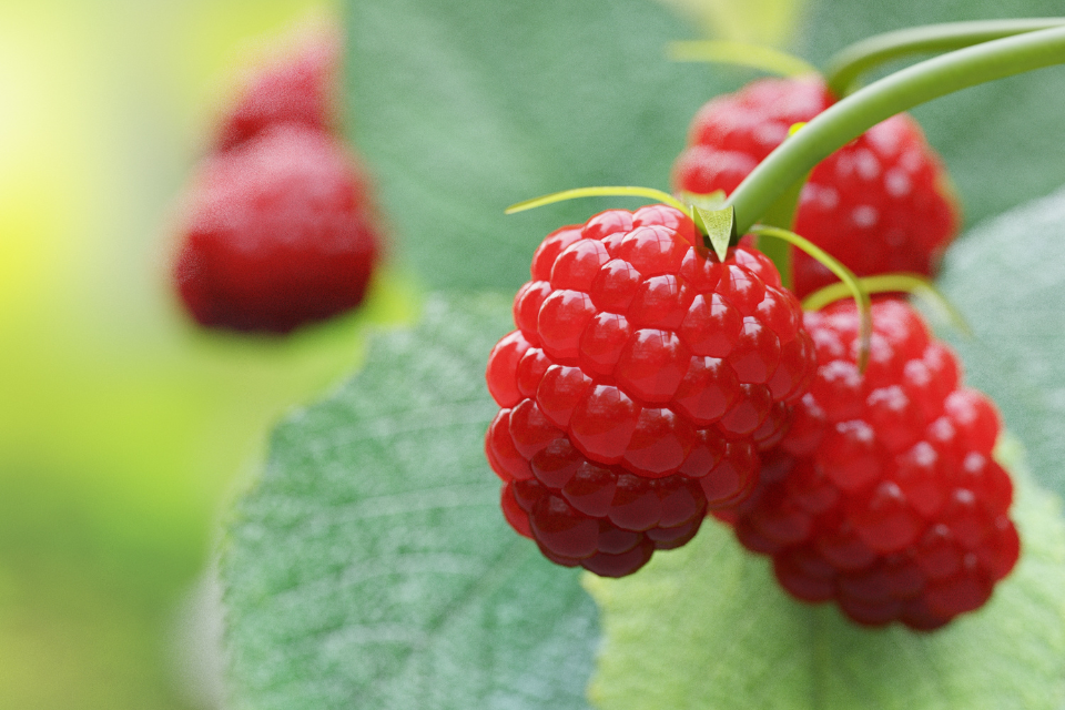 L'huile de pépin de framboise : une merveille pour les soins de la peau