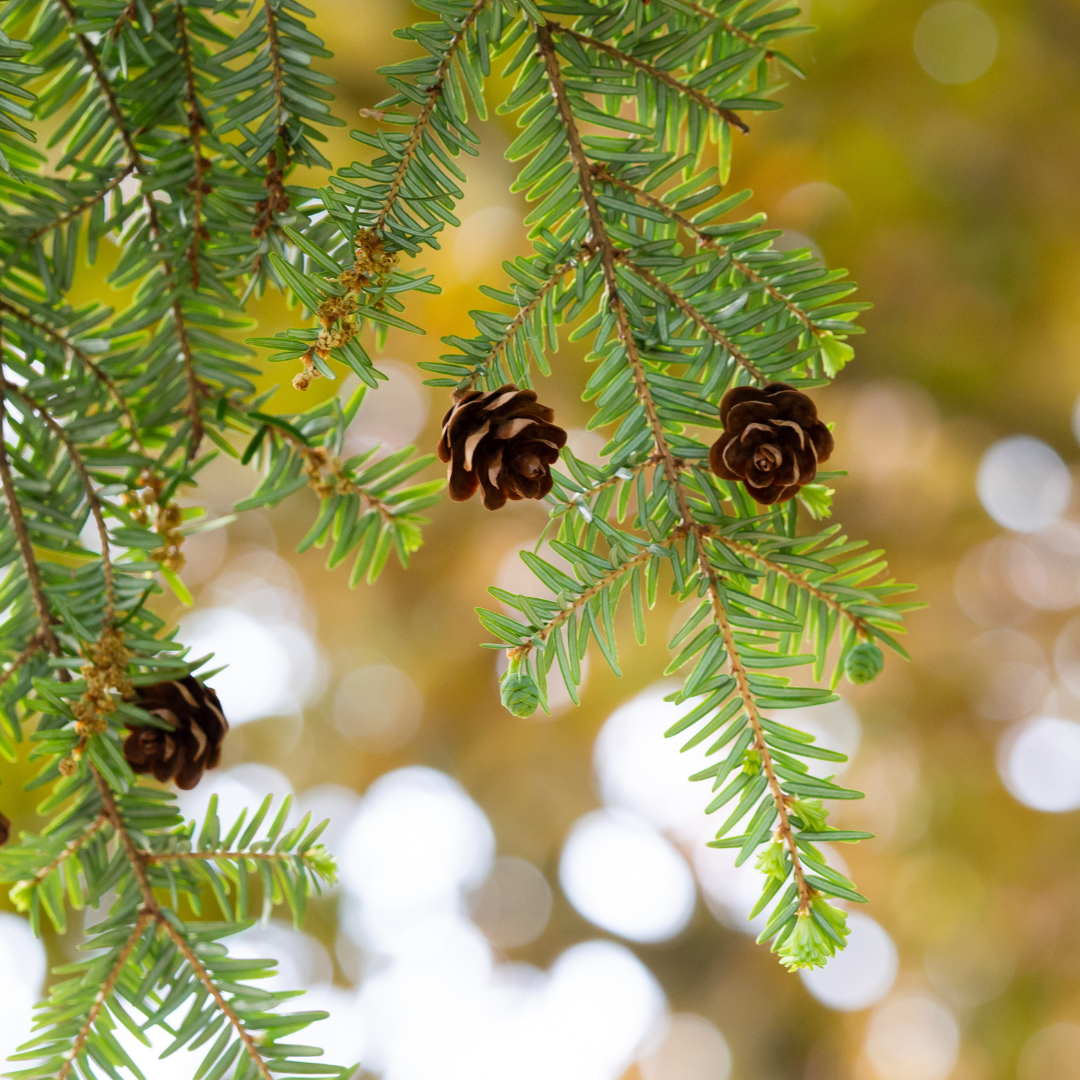 Spruce Essential Oil (Hemlock)