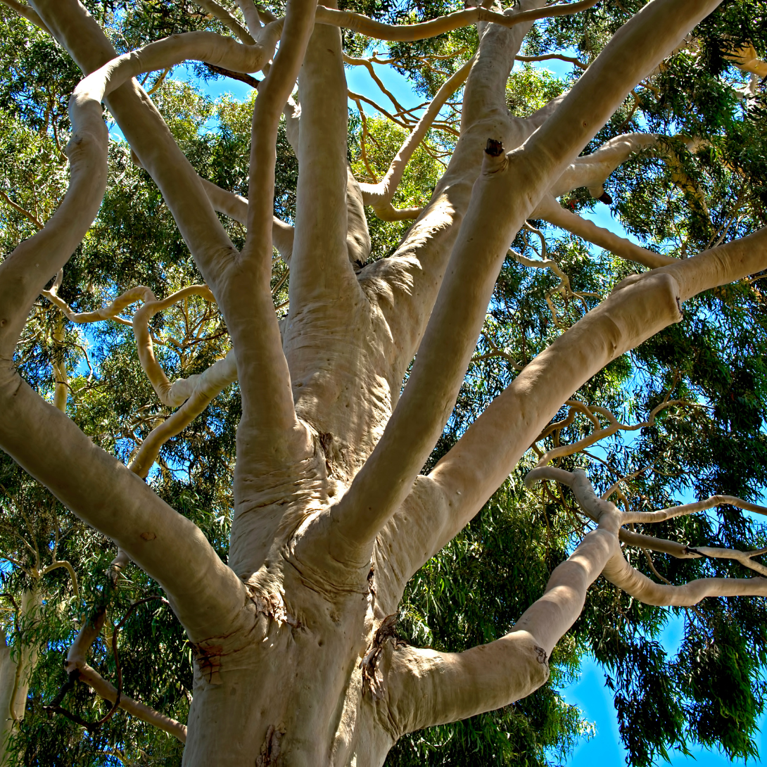 Eucalyptus Lemon Essential Oil