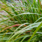 Huile essentielle lemongrass - Verveine des Indes