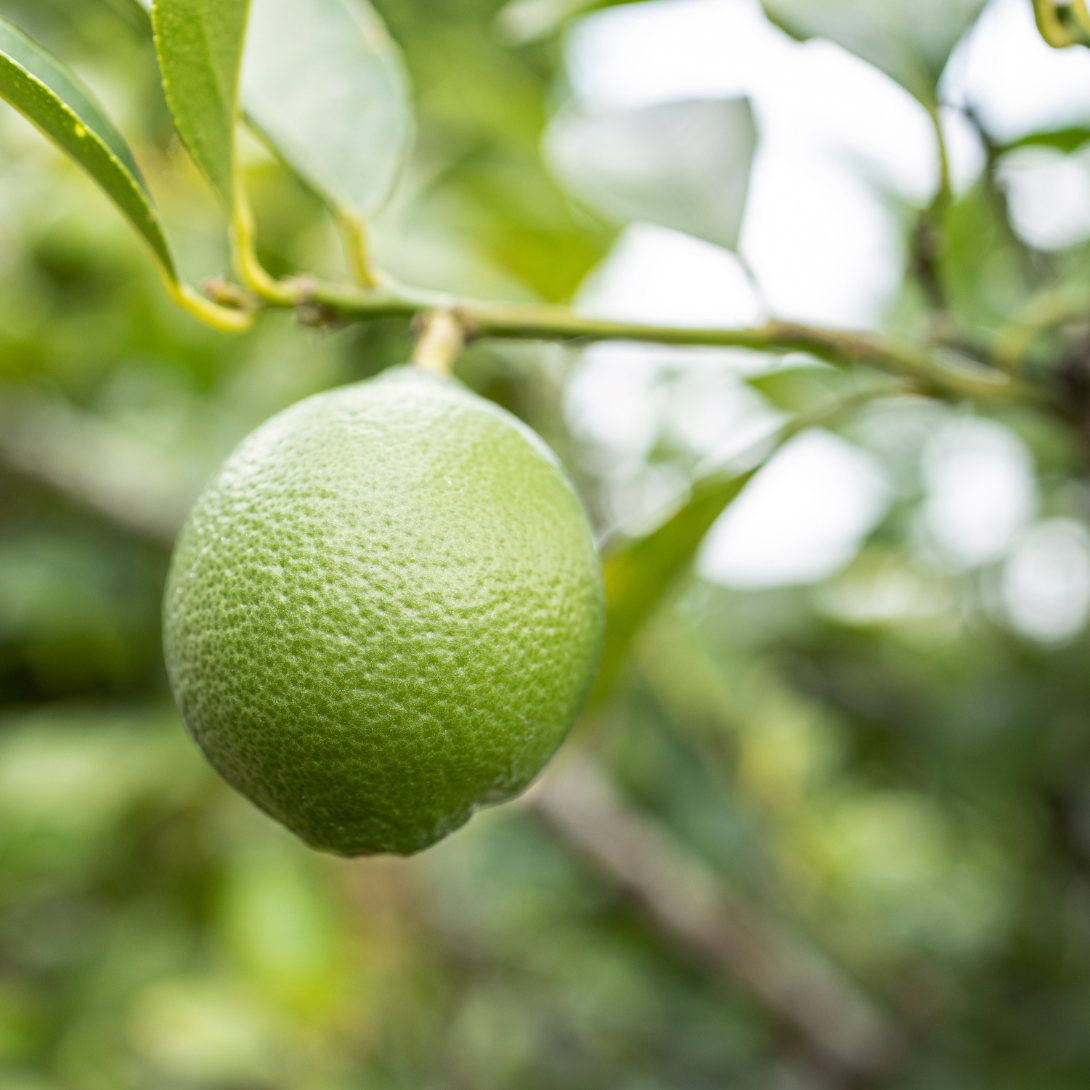 Lime Essential Oil