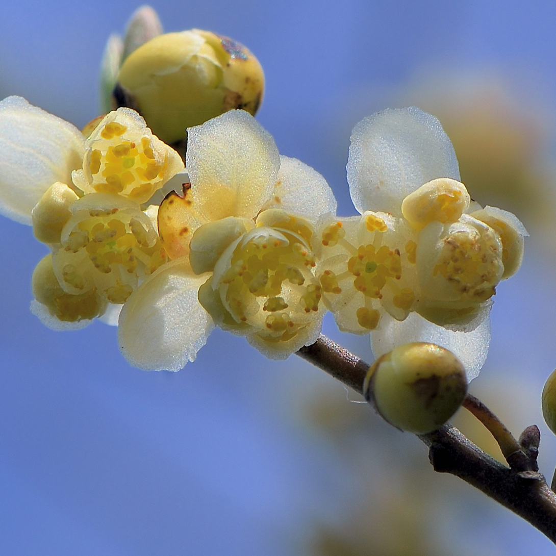 Litsea Cubeba Essential Oil