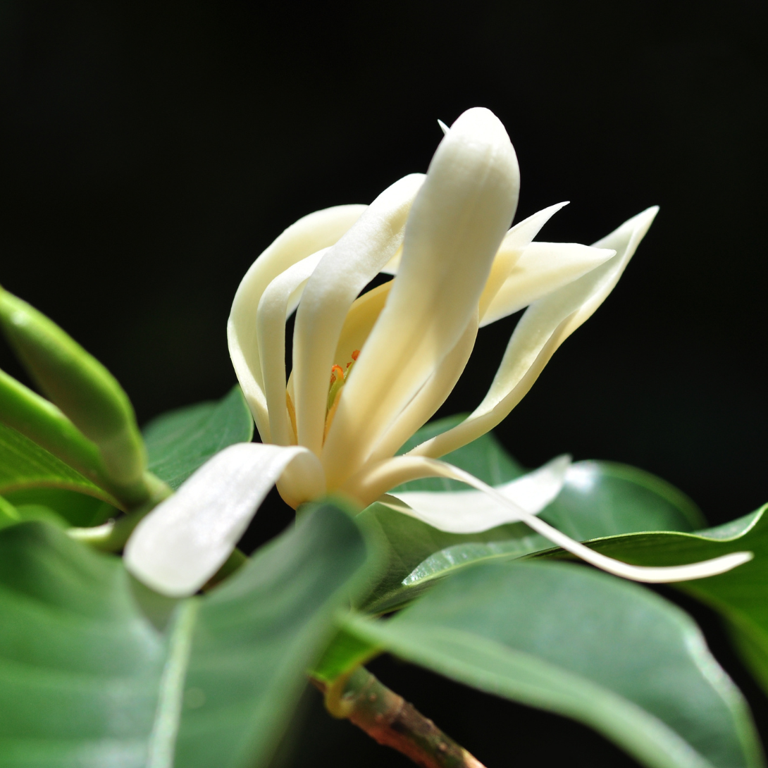 Huile essentielle magnolia
