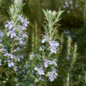 Rosemary Cineole Essential Oil