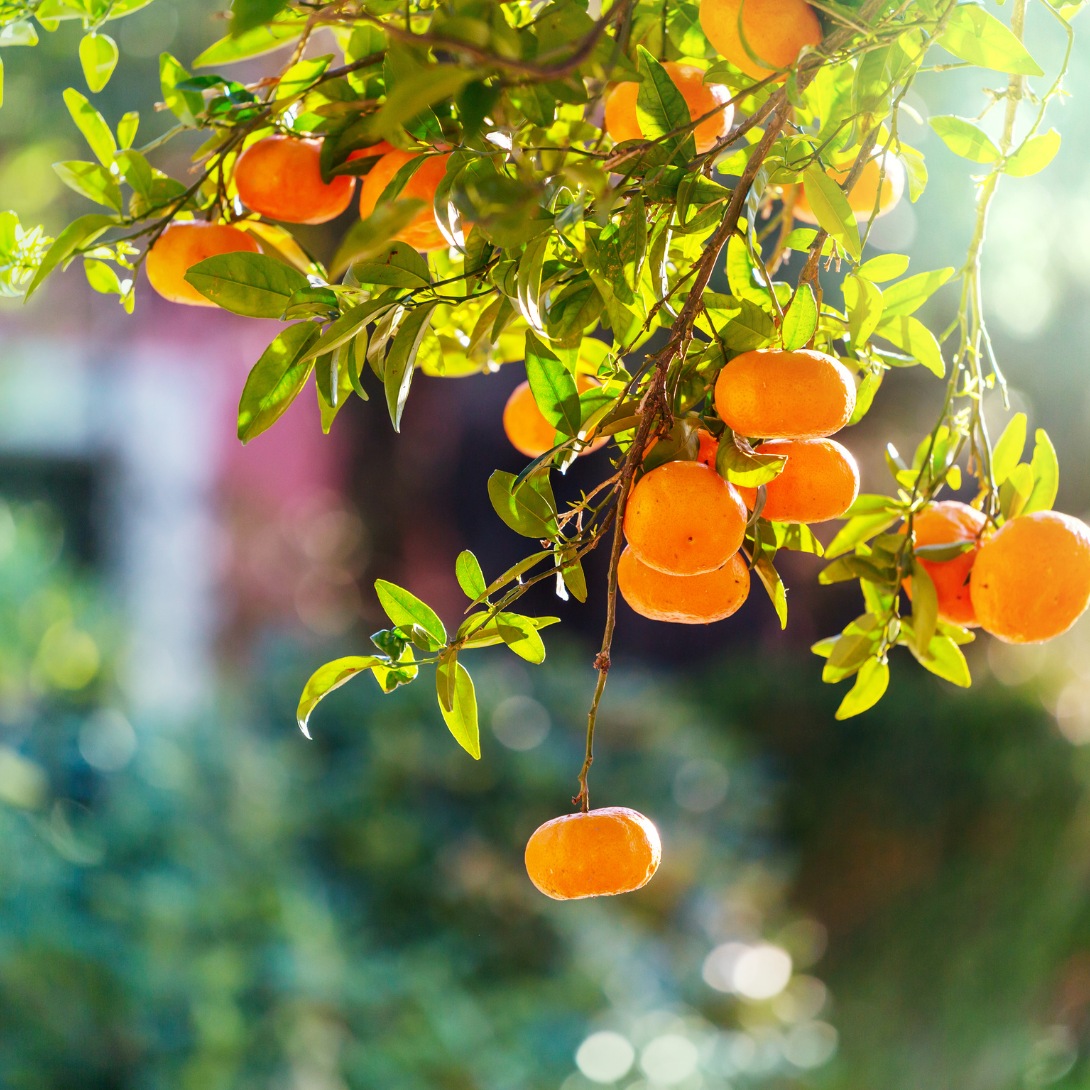 Huile essentielle tangerine