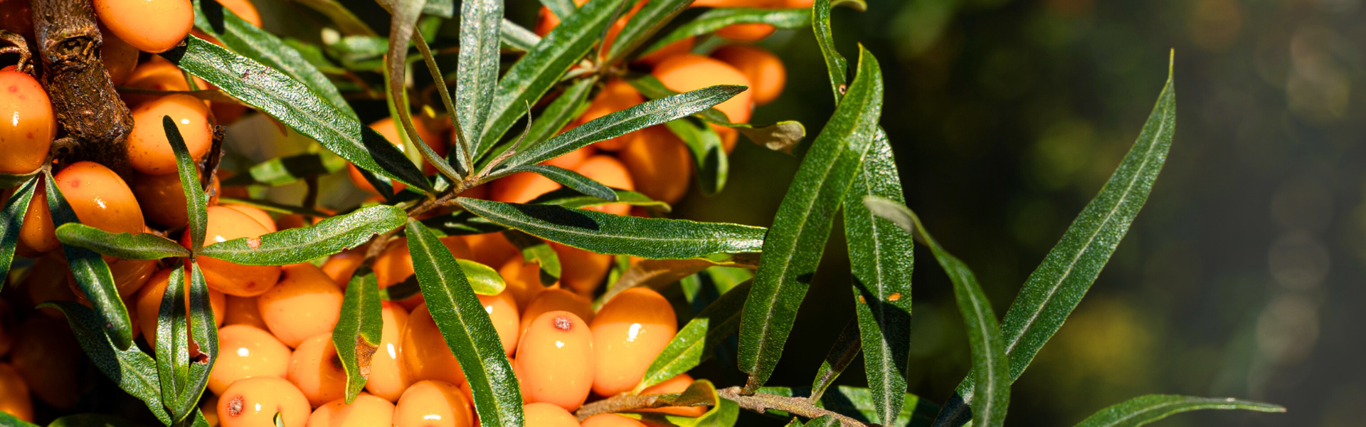Argousier : bienfaits uniques pour la peau avec nos cosmétiques naturels québécois depuis 2011