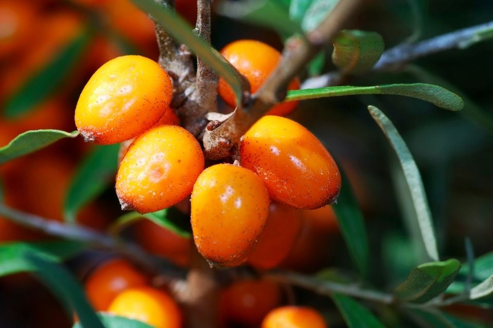 Bienfaits de l'argousier : guide complet — peau, nutrition et recettes