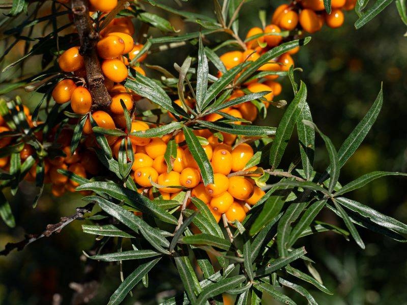 baies d’argousier fraîches sur branche – bienfaits santé et peau