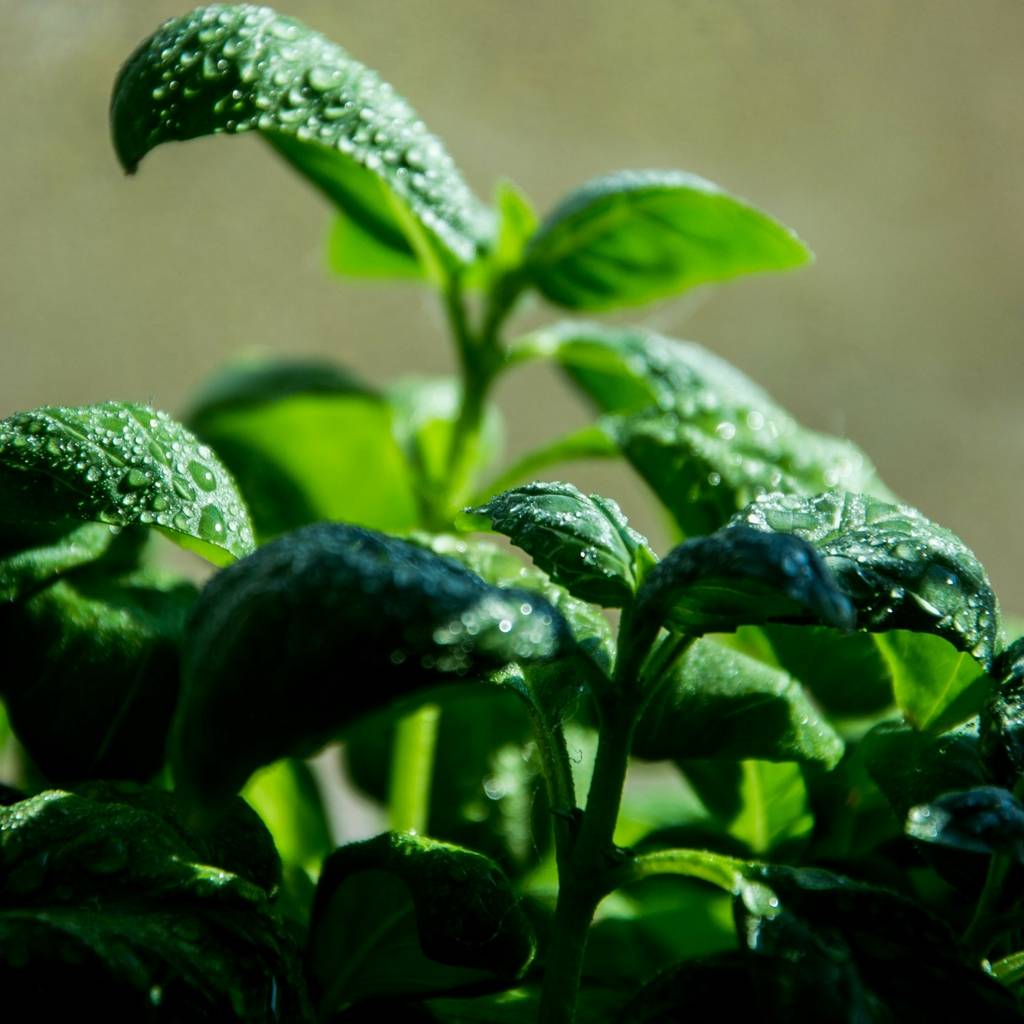 Basil Essential Oil