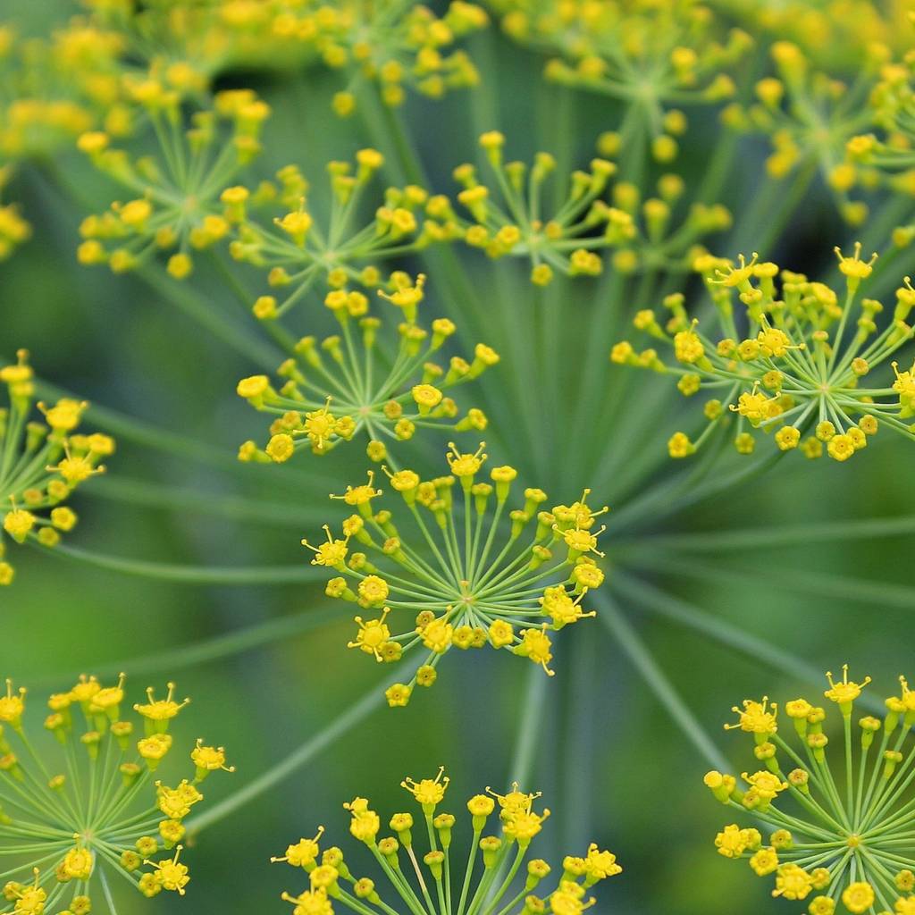 Dill Essential Oil