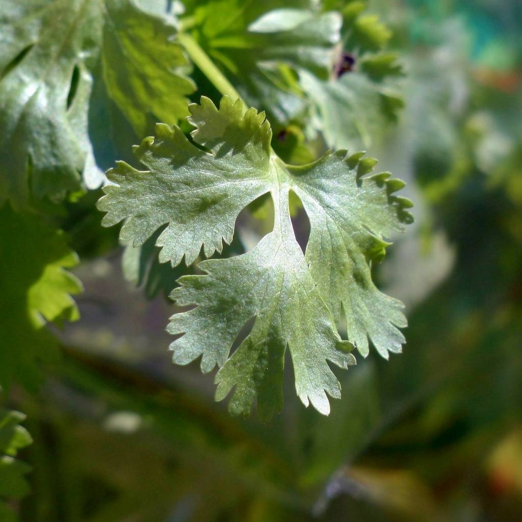 Coriander Essential Oil